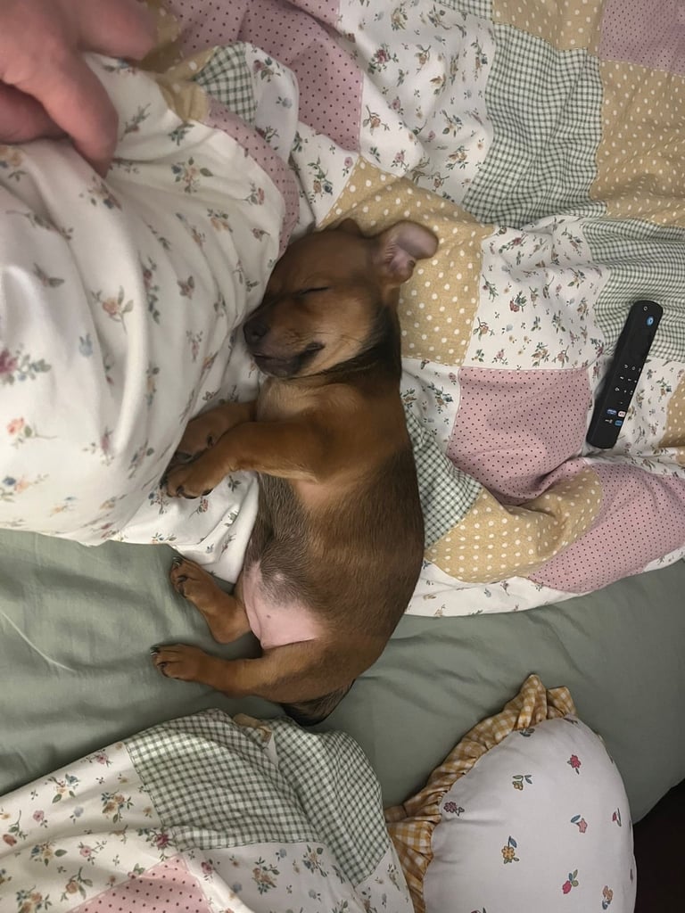 Pomchi weenie pup 1 girl left. 