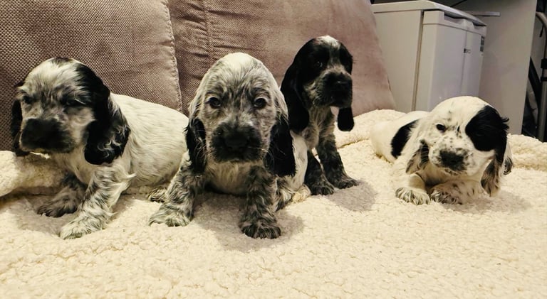 KC reg English Cocker Spaniel puppies 