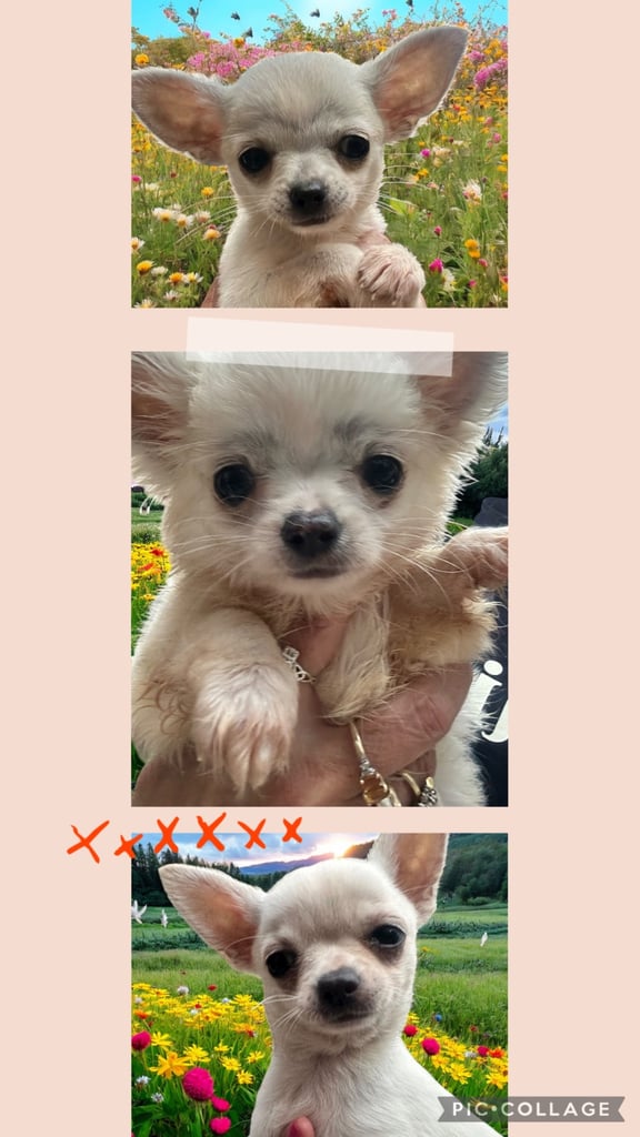 Chihuahua puppies