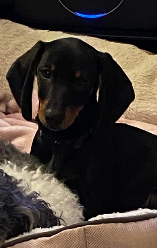 image for Miniature Dachshund 