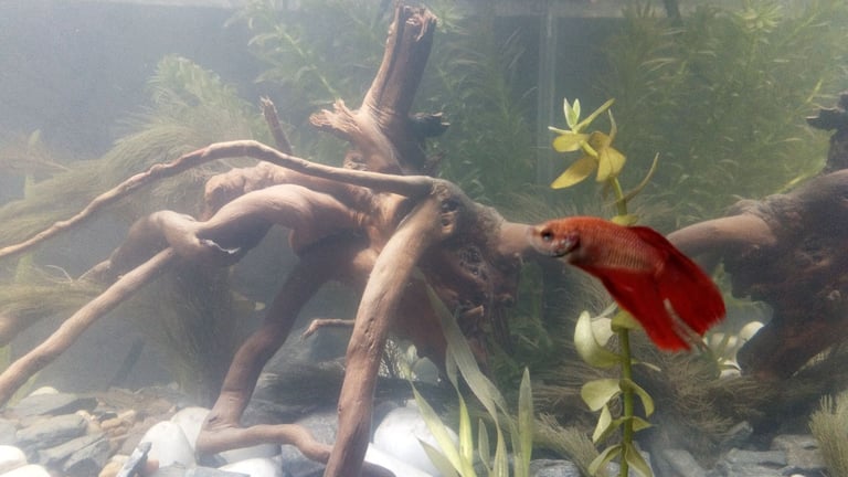aws, Claws & Exotics Pet Service - N Fife and Kinross in Glenrothes