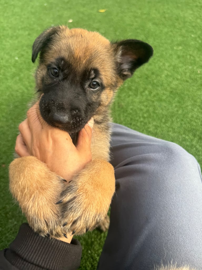 8 beautiful Malisheps