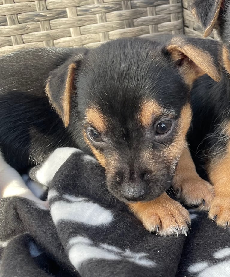 BEAUTIFUL JACK RUSSELL PUPPIES 