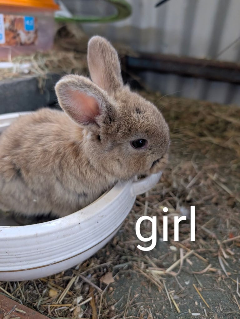 Black otter lop x lionhead . 8 week old bunny 1x female left