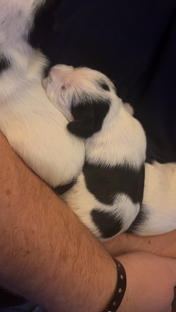 Beautiful Jackapoo Puppies 