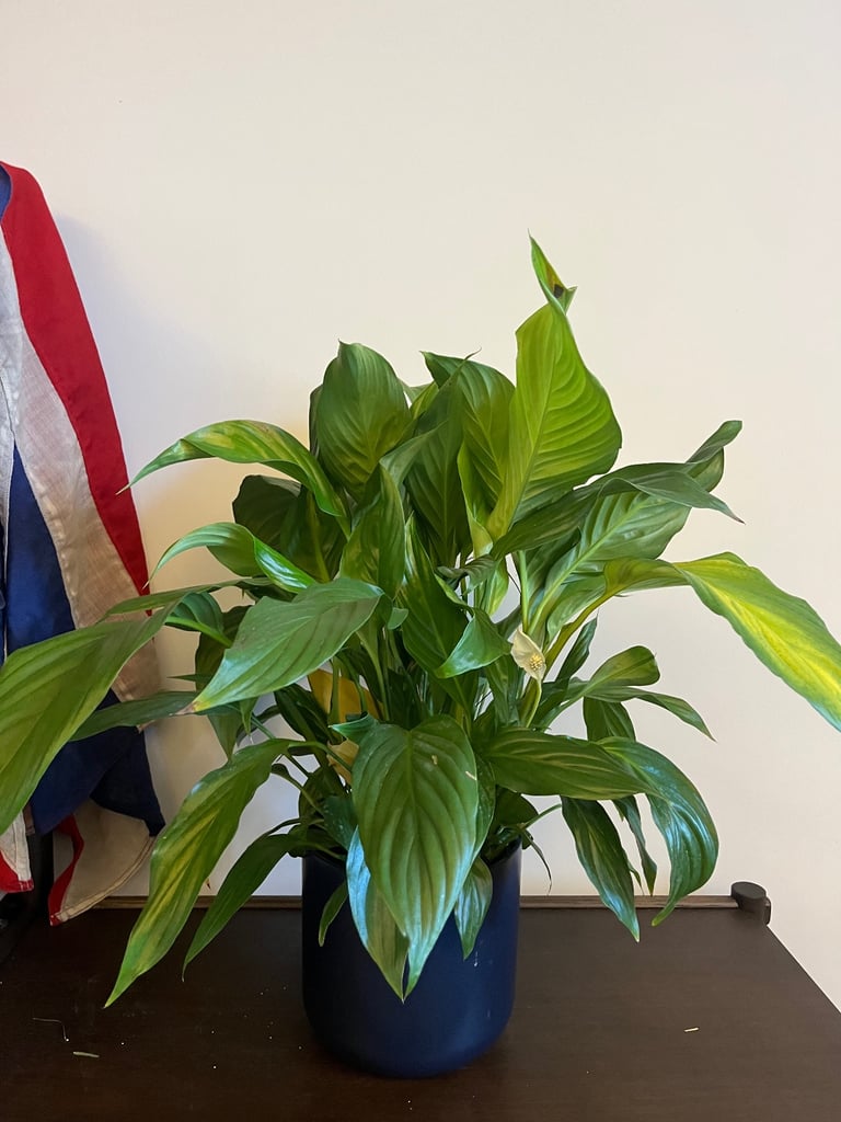 image for Beautiful Plant & Pot