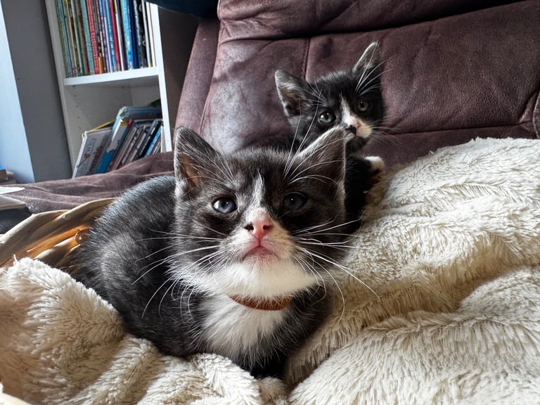 British short hair kittens 