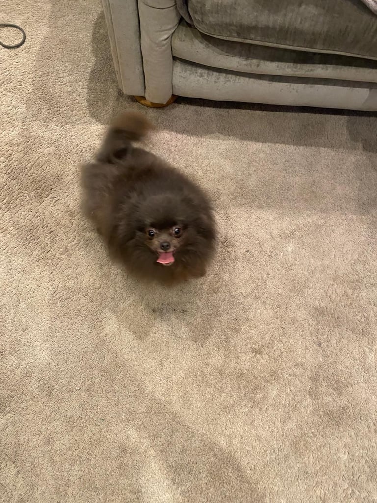 xxs pomeranians young adult