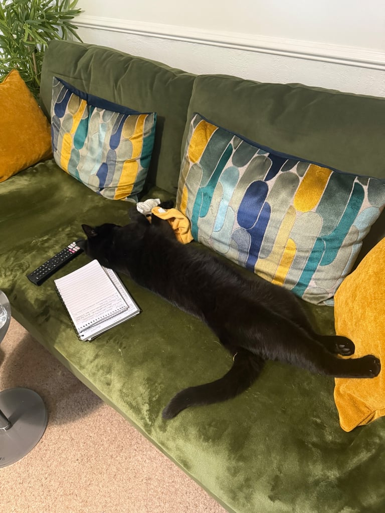 Bombay Cat