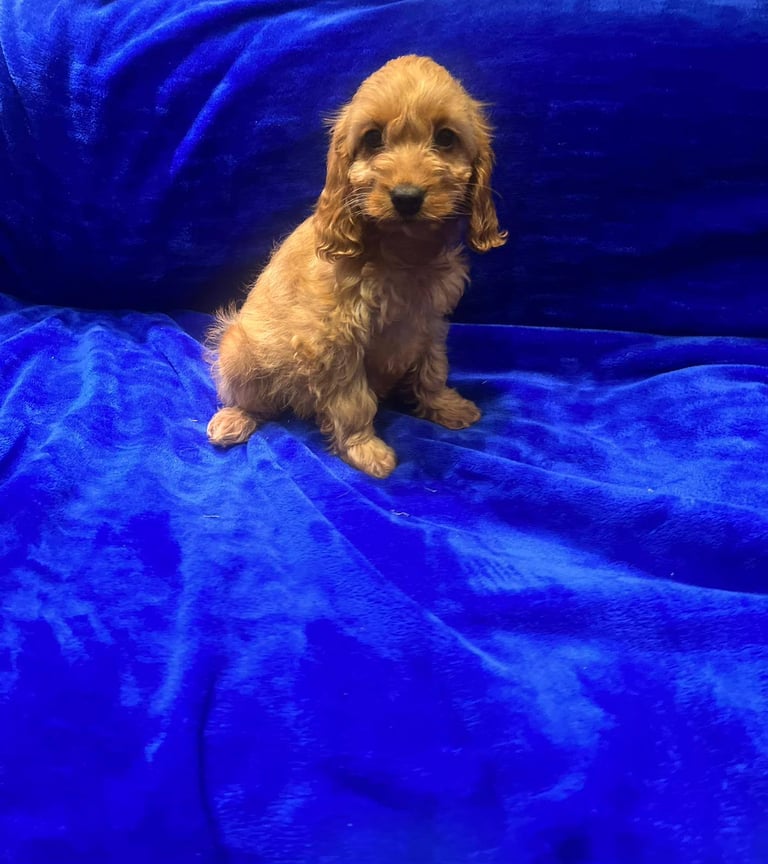 Cockapoo puppy's 