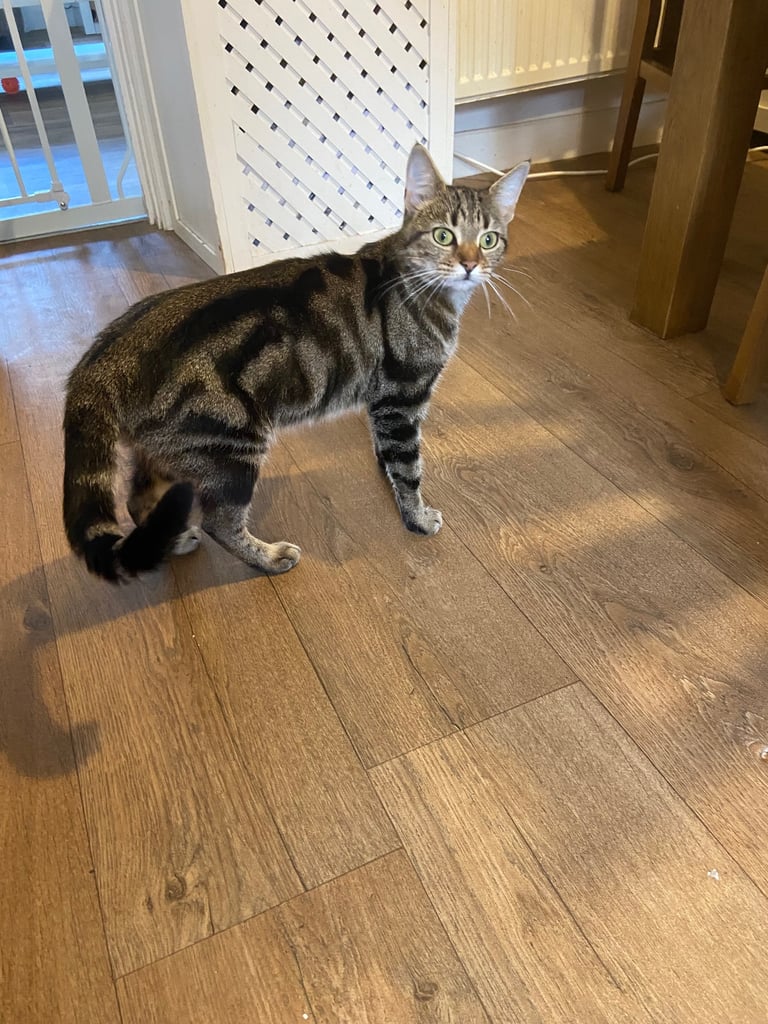 Gorgeous tabby cat for sale