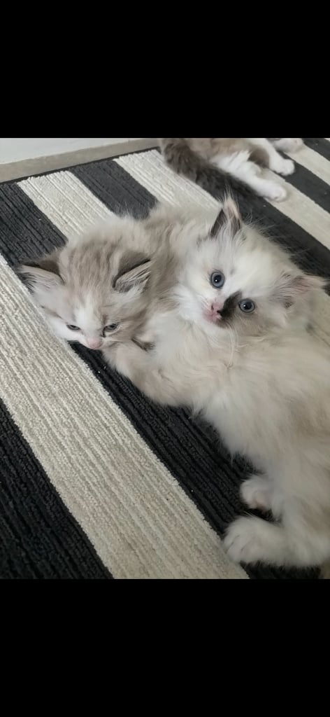 ragdoll x persian 