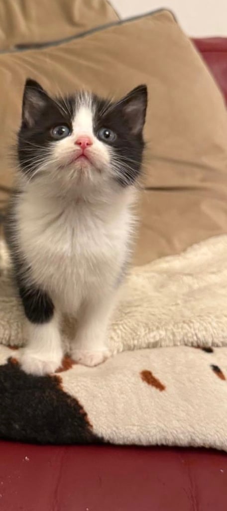 kittens
