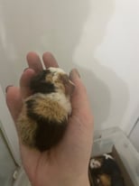 baby boy guineas x3, one adult boy, pair of baby girls! 