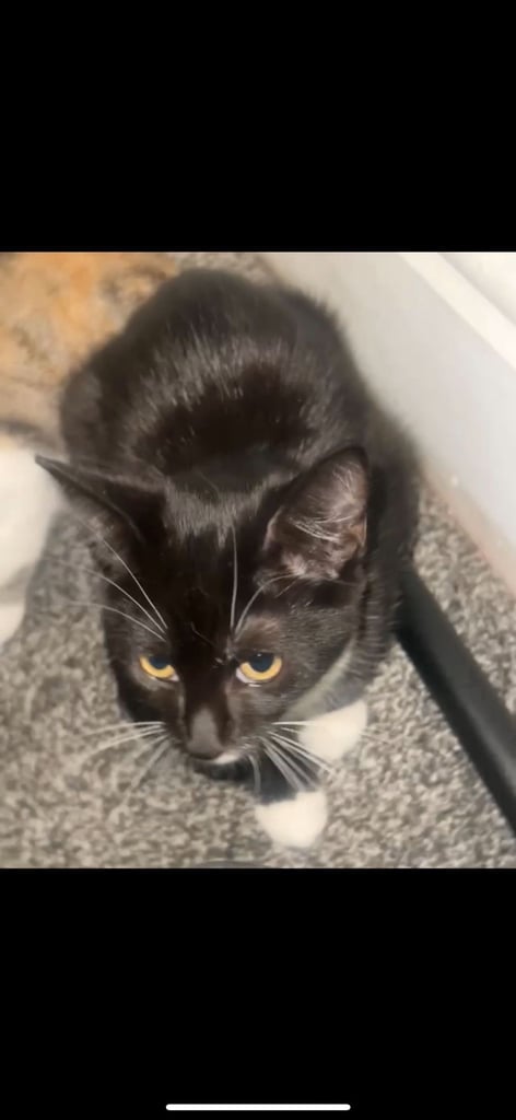 kitten male