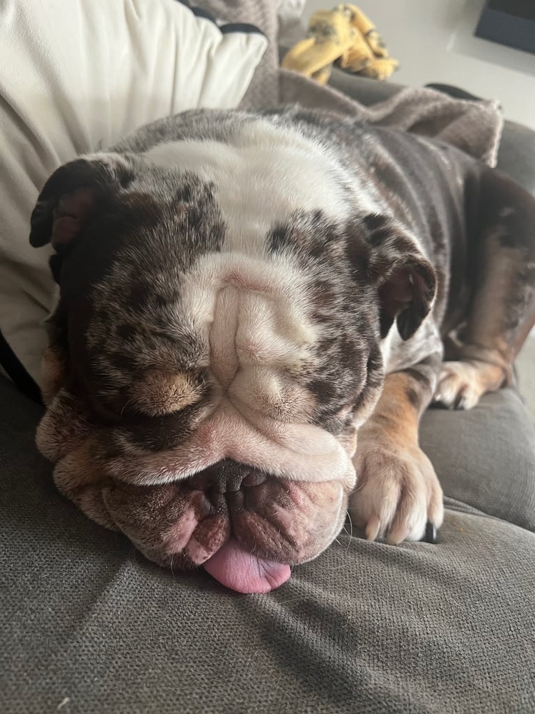 British Mearle Bulldog