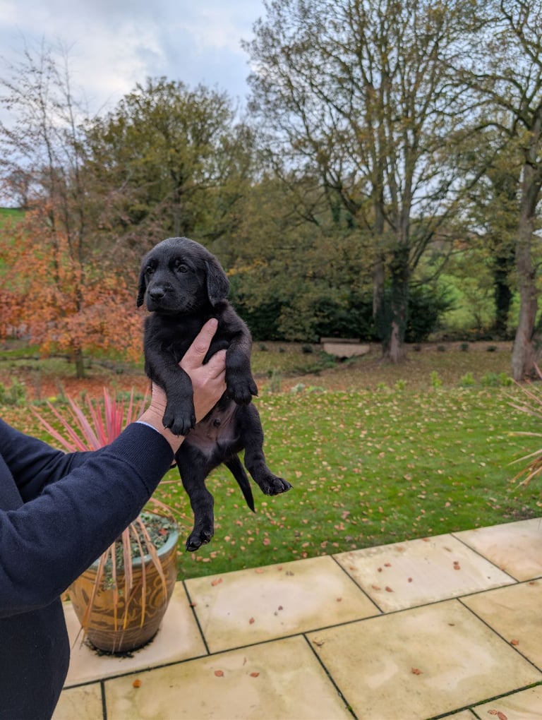 Outstanding Labrador Pupies For sale