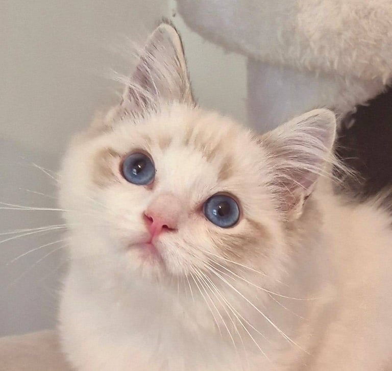 Ragdoll kittens gccf reg