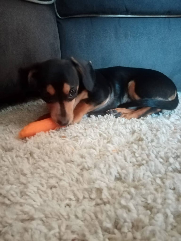 11 Month old Miniature Dachshund 