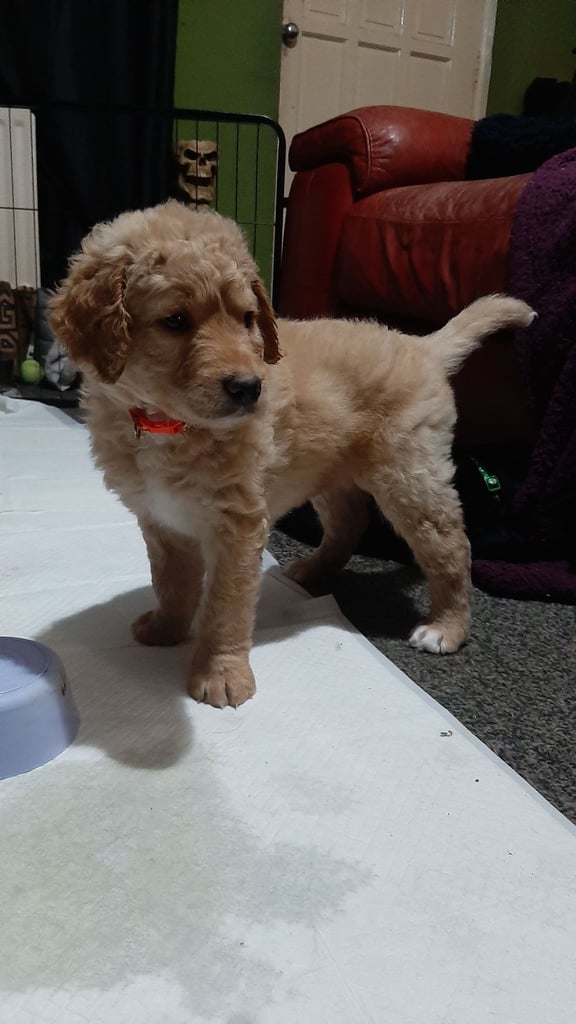 Labradoodle /Double Doodle pups 