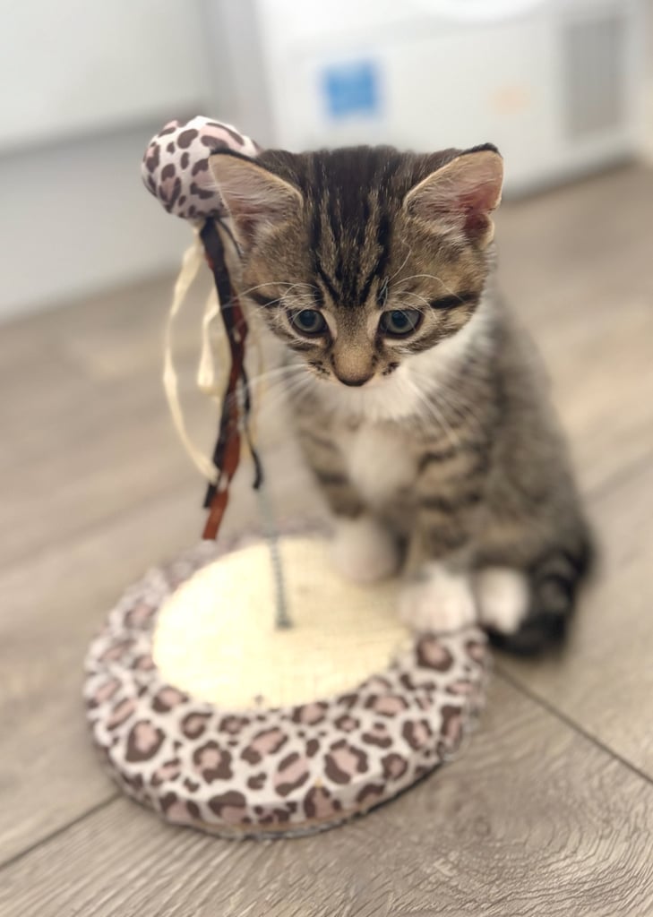 ✨Siberian Cross Kittens – 2 Boys – Hypoallergenic  £350. Ask about delivery