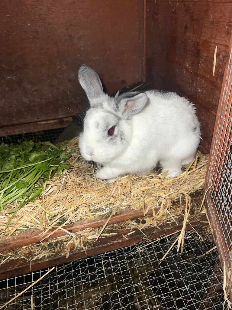 Female rabbit - 2 years old
