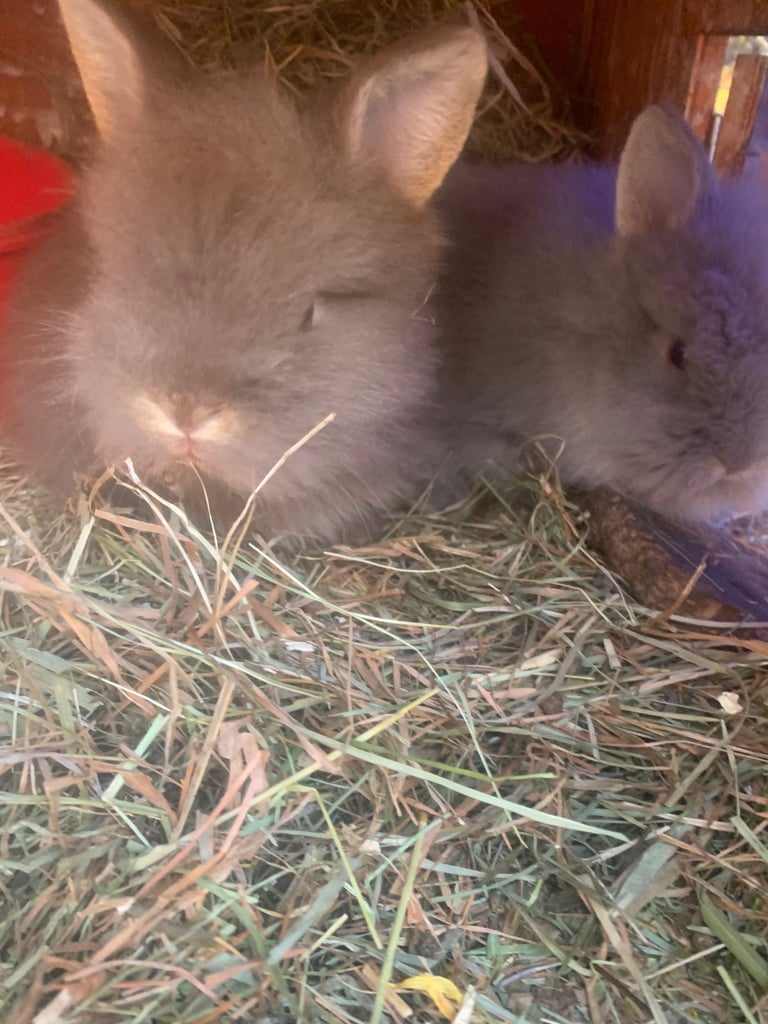 Baby lion head bunnies double main 8week old