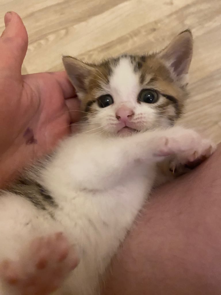 Playful gorgeous boy kitten