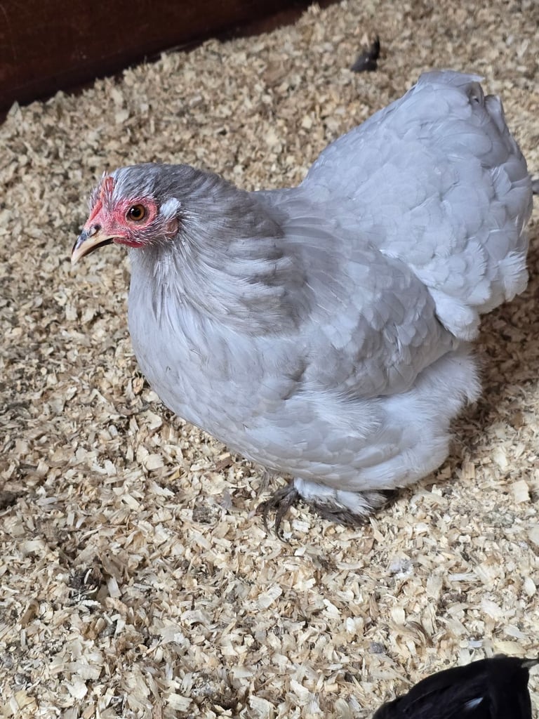 Pekin Bantams POL