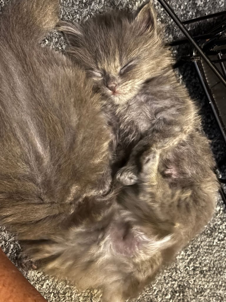 Maine coon / Persian/ British Blue mix - cute grey fluffy kitten ready to leave now