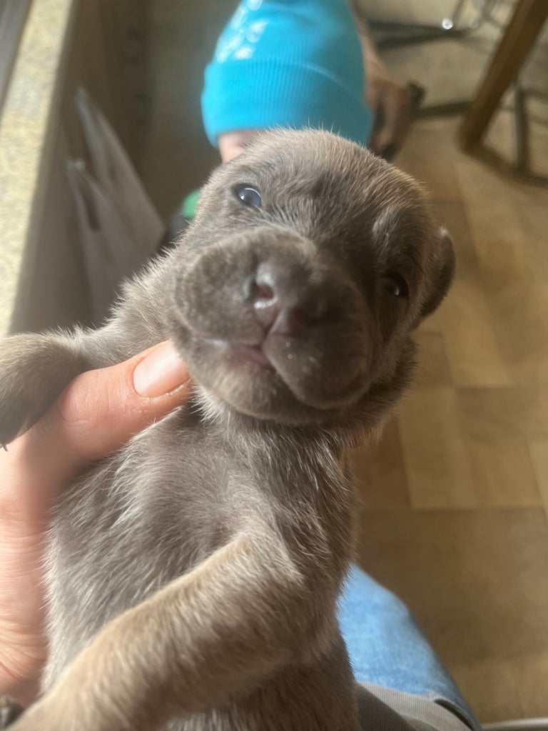 Cane Corso × Belgian Malinois Puppies