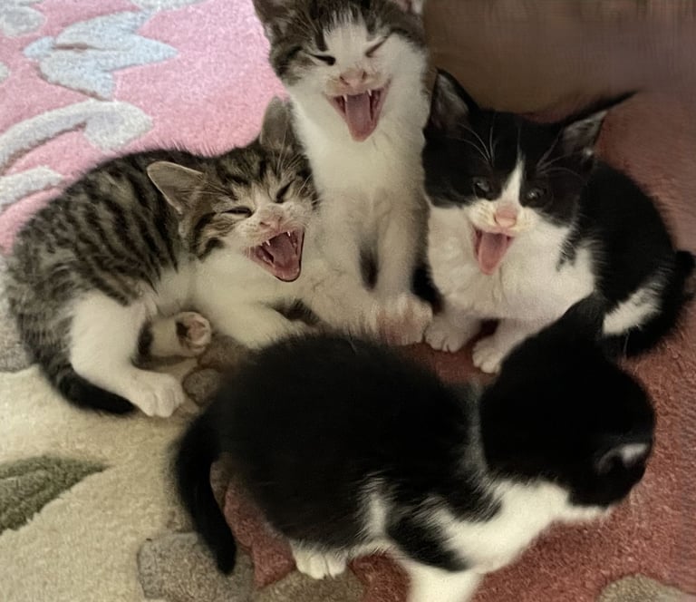 4 Sweet tempered kittens looking for loving homes