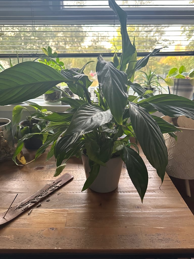 image for Peace Lily House Plant 