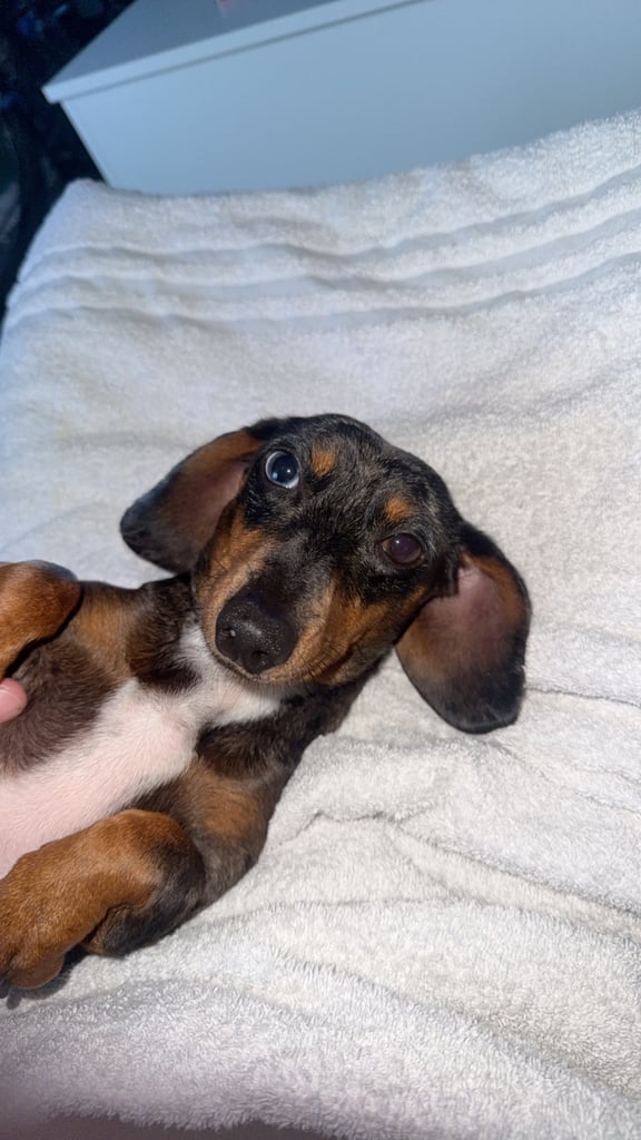 Dashshund