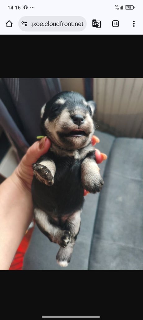 KC register Miniature schnauzer puppy 