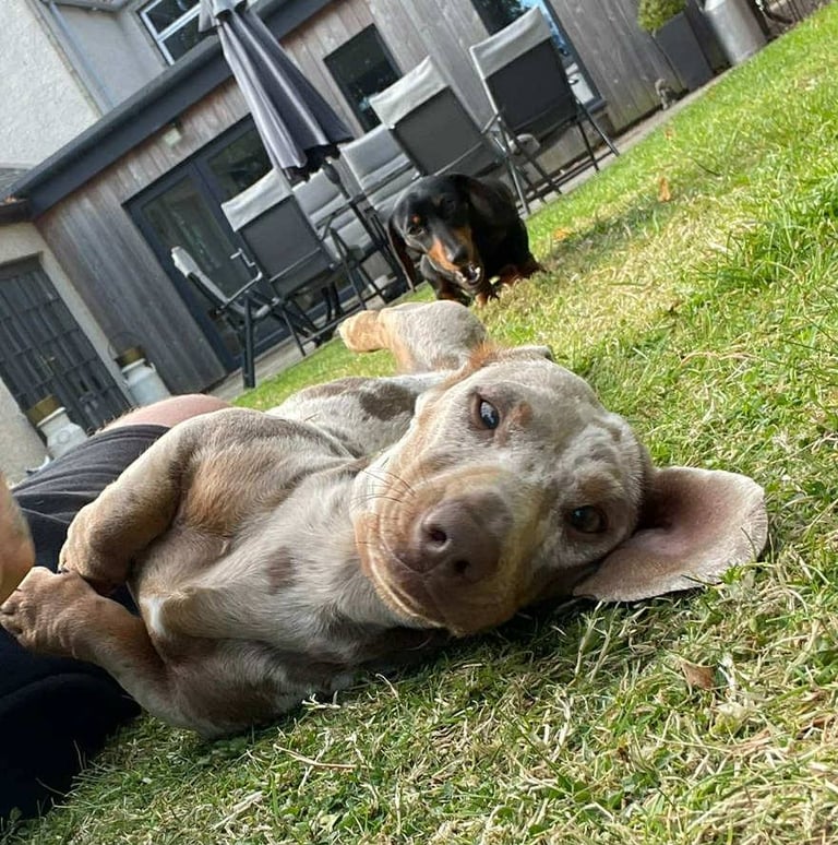 Beautiful Miniature Dachshunds 