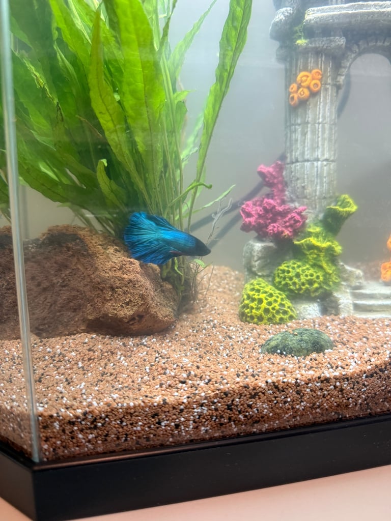 Blue Siamese Fighting Fish 