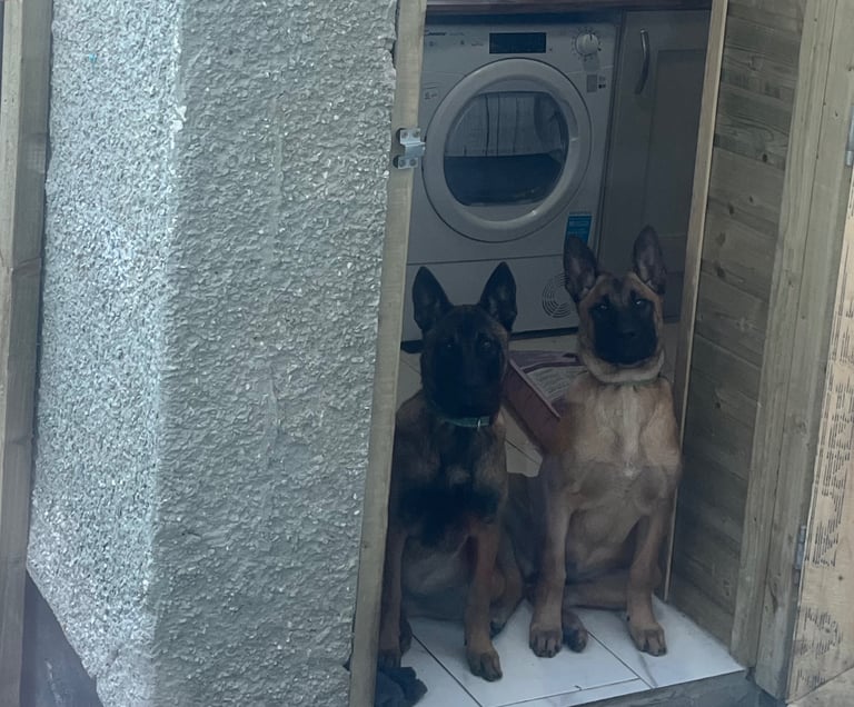 Belgian Malinois pups for sale 