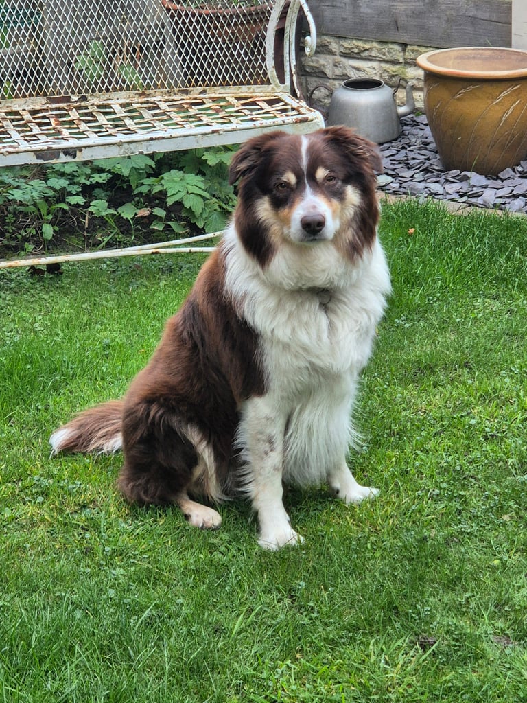 image for Mutts on the Move Daily 