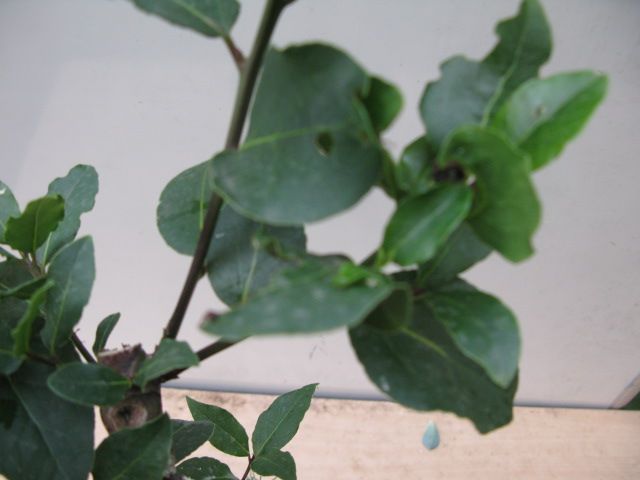 Laurus Nobilis plant
