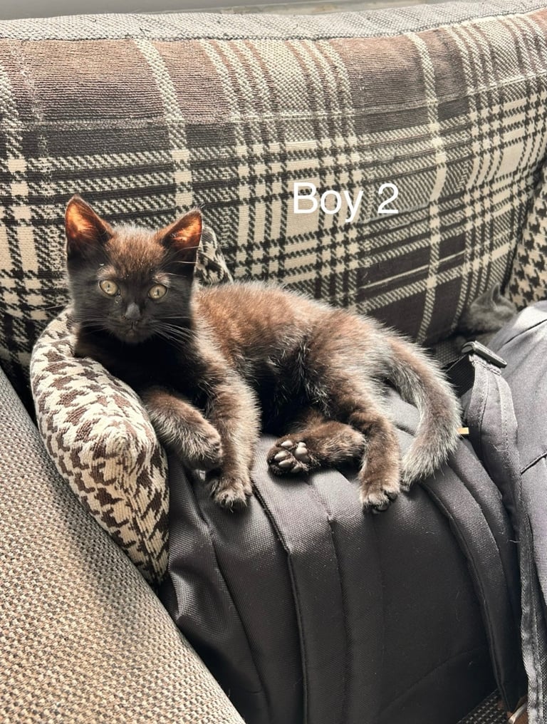 British short haired cross kittens 