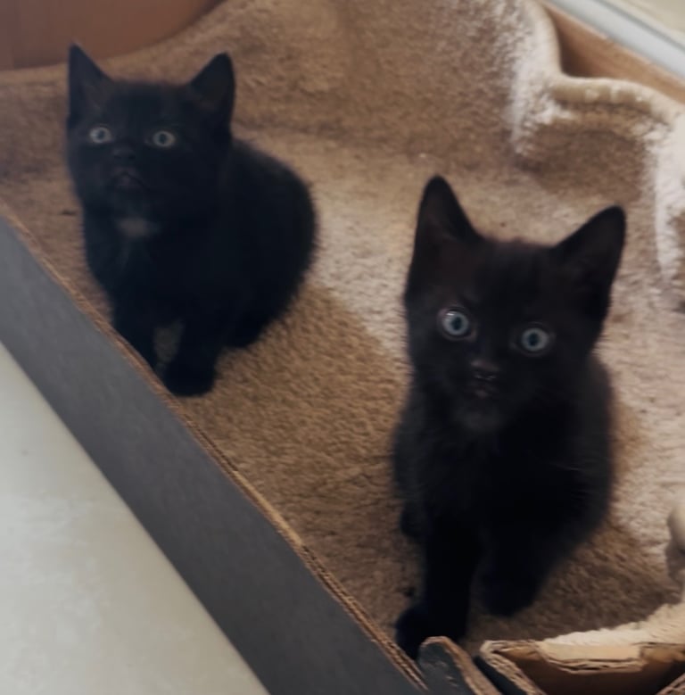 4 beautiful kittens ready to leave 