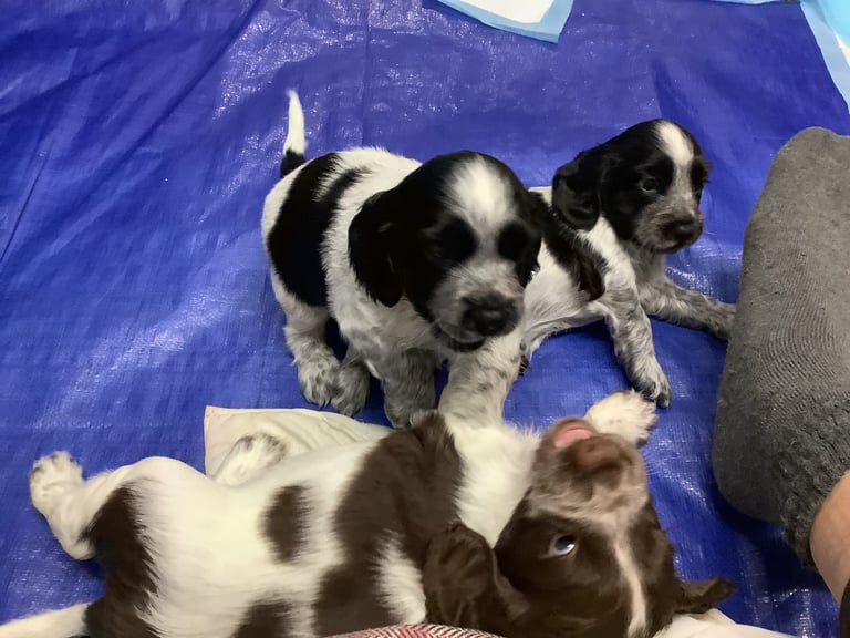 Sprocker spaniel pups