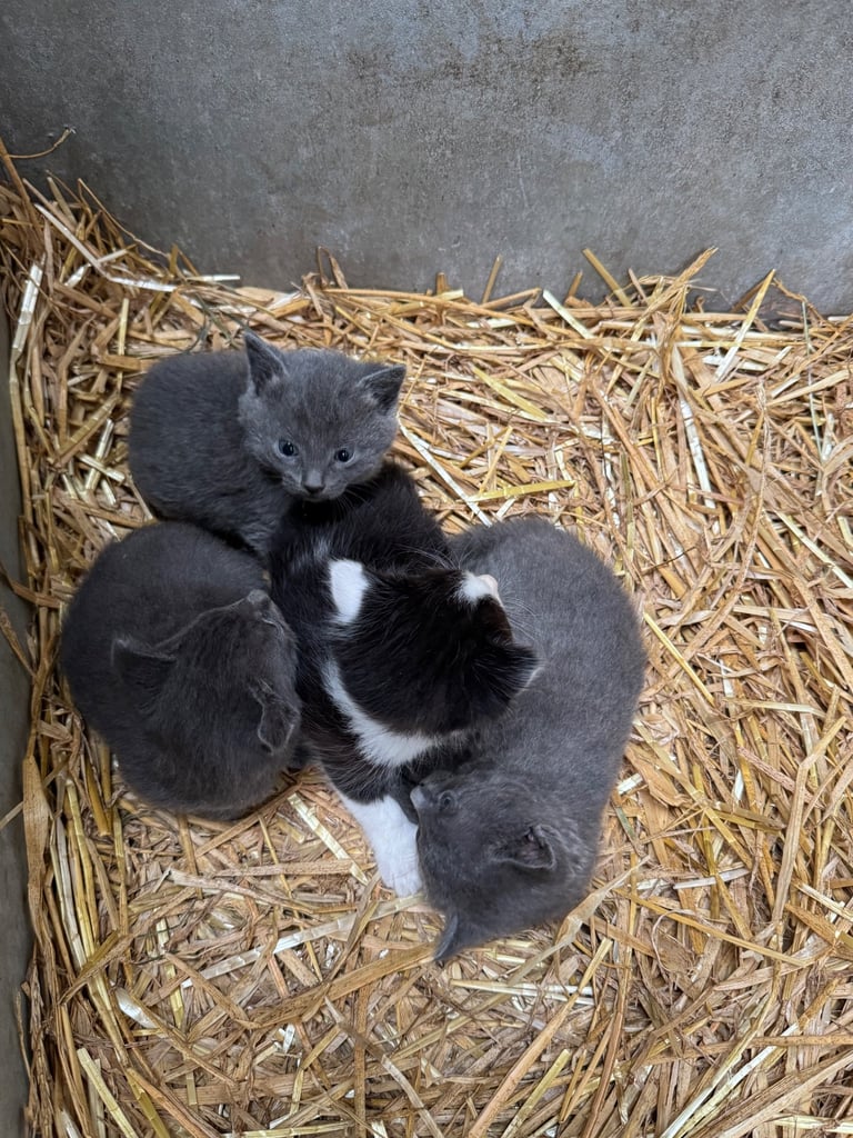 Kittens for sale - 2 boys, 2 girls  £120