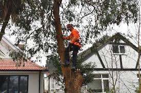 image for 🌳✨ Expert Tree Surgeon in London | Safe, Skilled & Reliable Tree Care Services 🌿🌆
