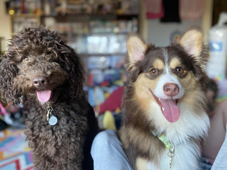 Cavapoo cross pomsky 