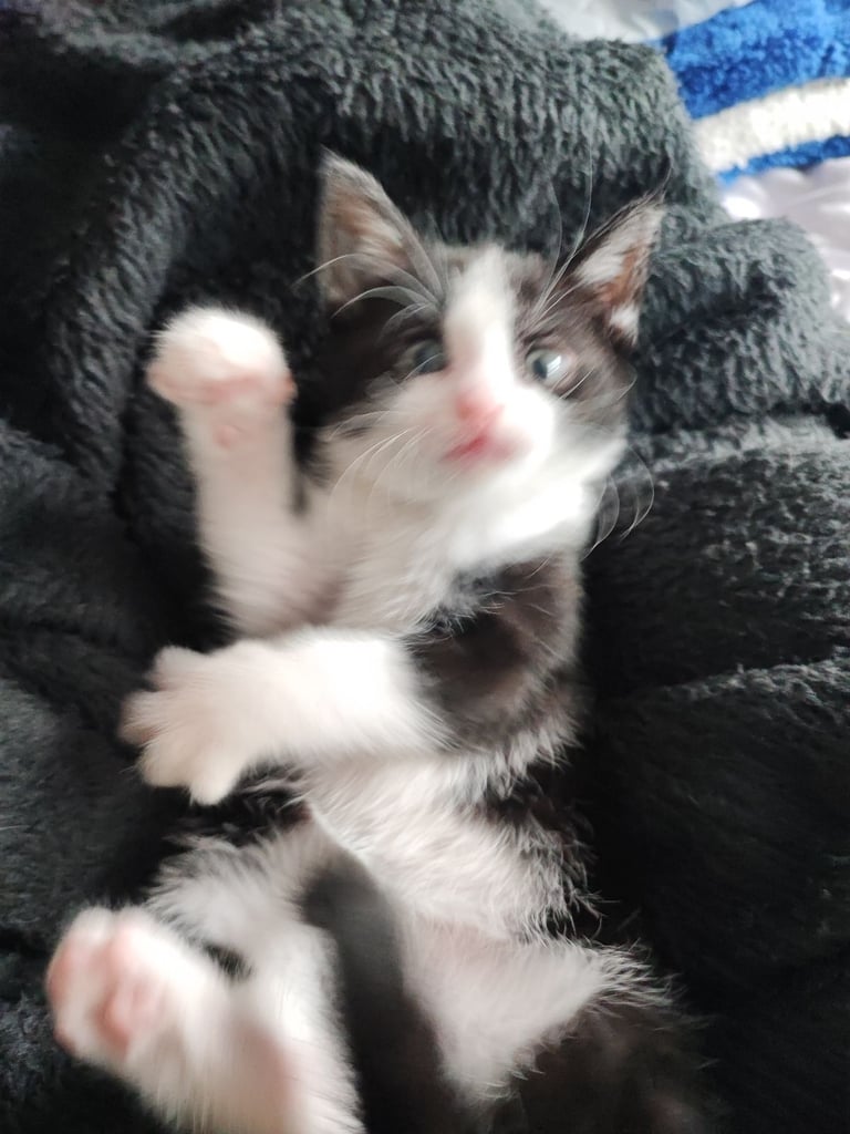 2  sisters looking for new home  