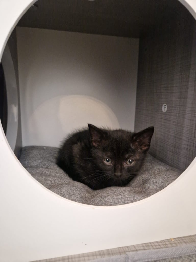 4 adorable kitties for sale