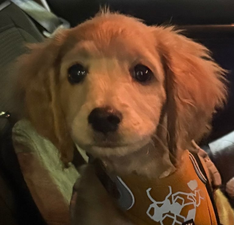 image for  puppy for sale 