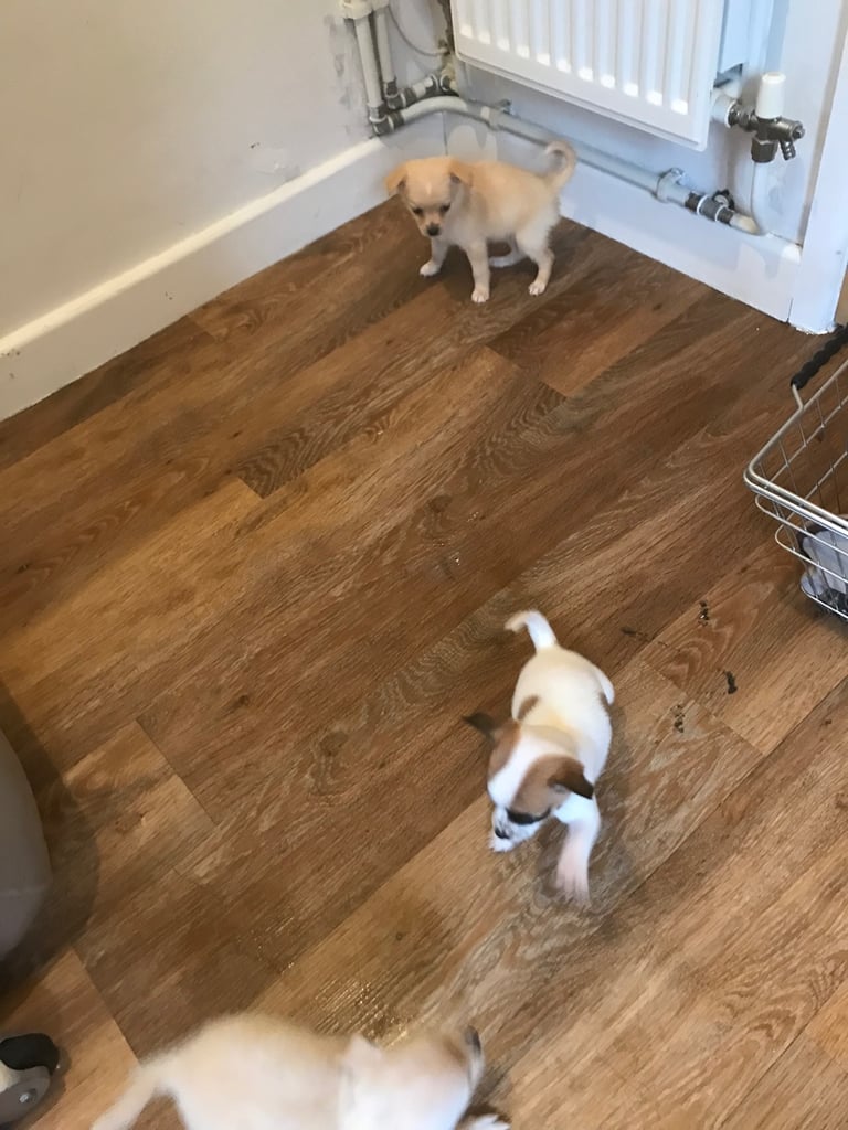 6 Jack Russel x Chihuahua puppies 